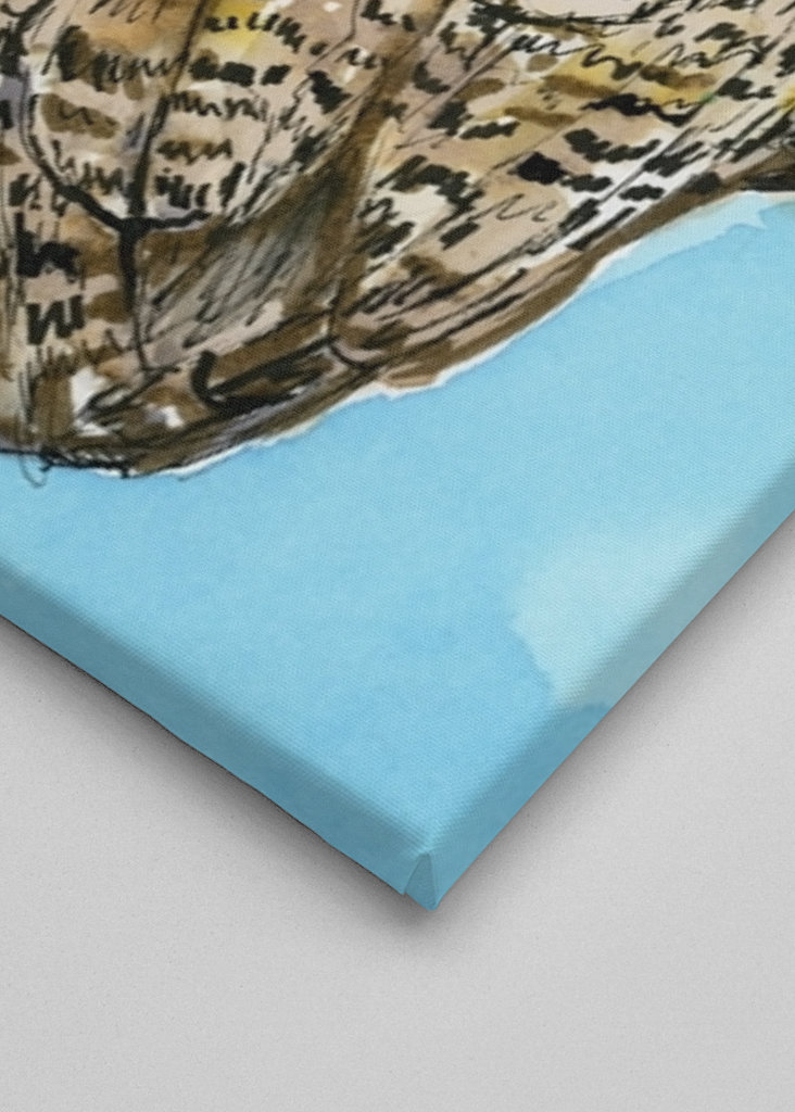 Hosszú fülű bagoly tollrajza