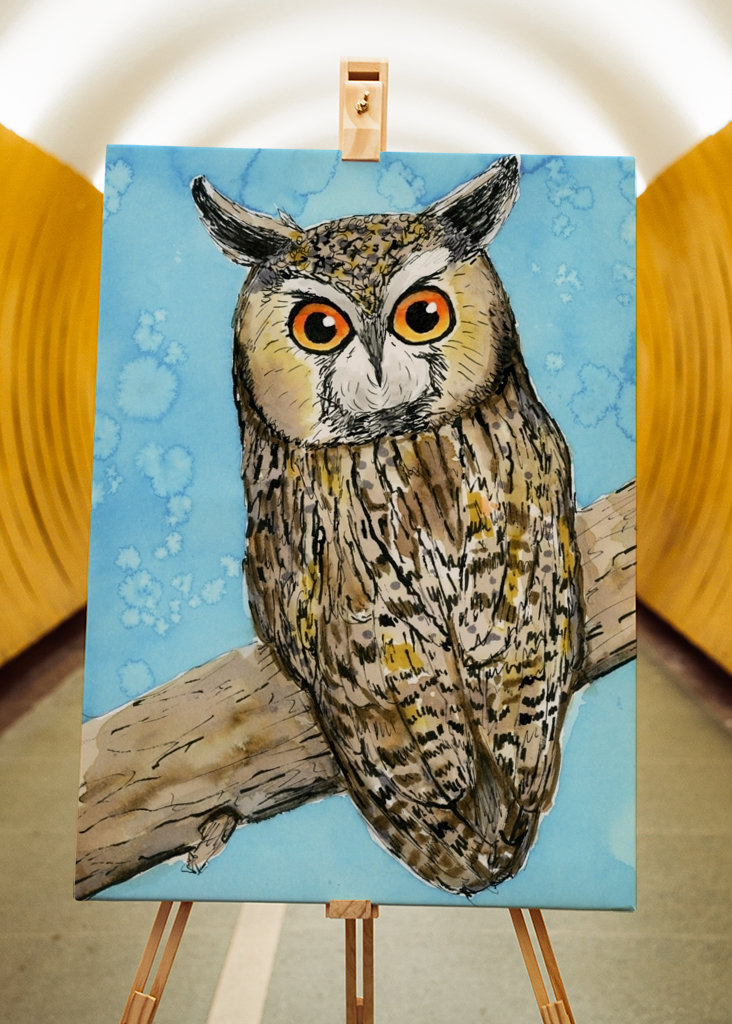 Hosszú fülű bagoly tollrajza