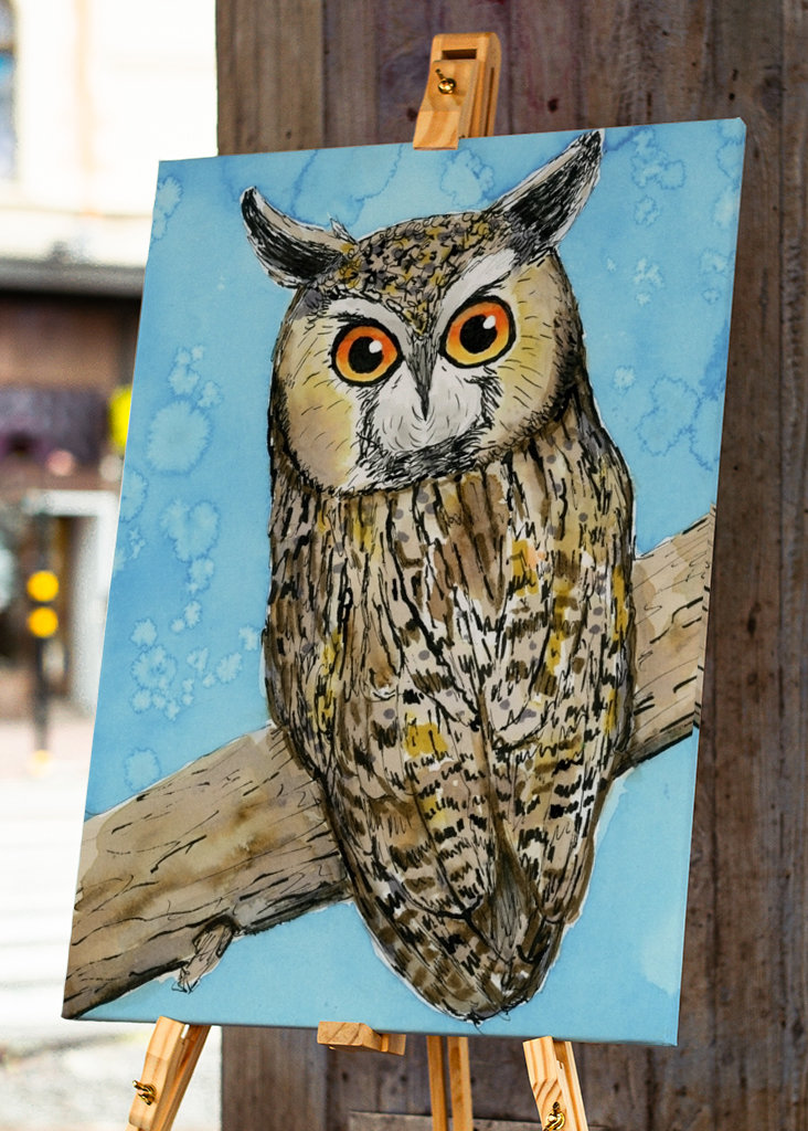 Hosszú fülű bagoly tollrajza