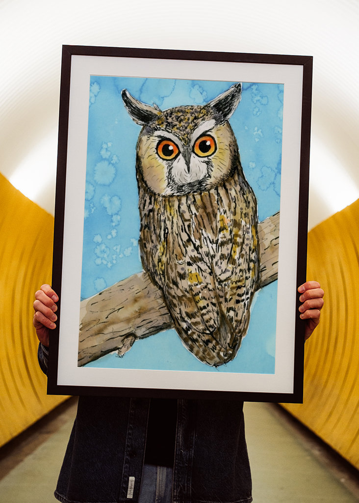 Hosszú fülű bagoly tollrajza