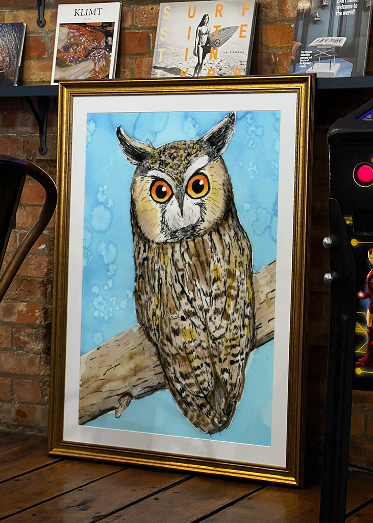 Hosszú fülű bagoly tollrajza