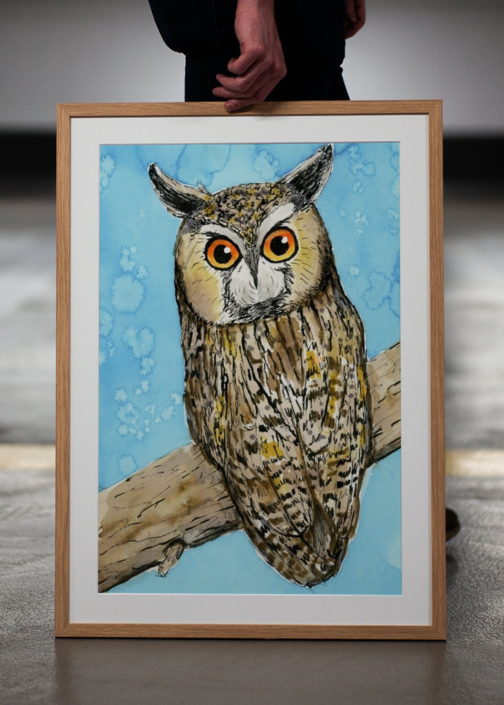 Hosszú fülű bagoly tollrajza