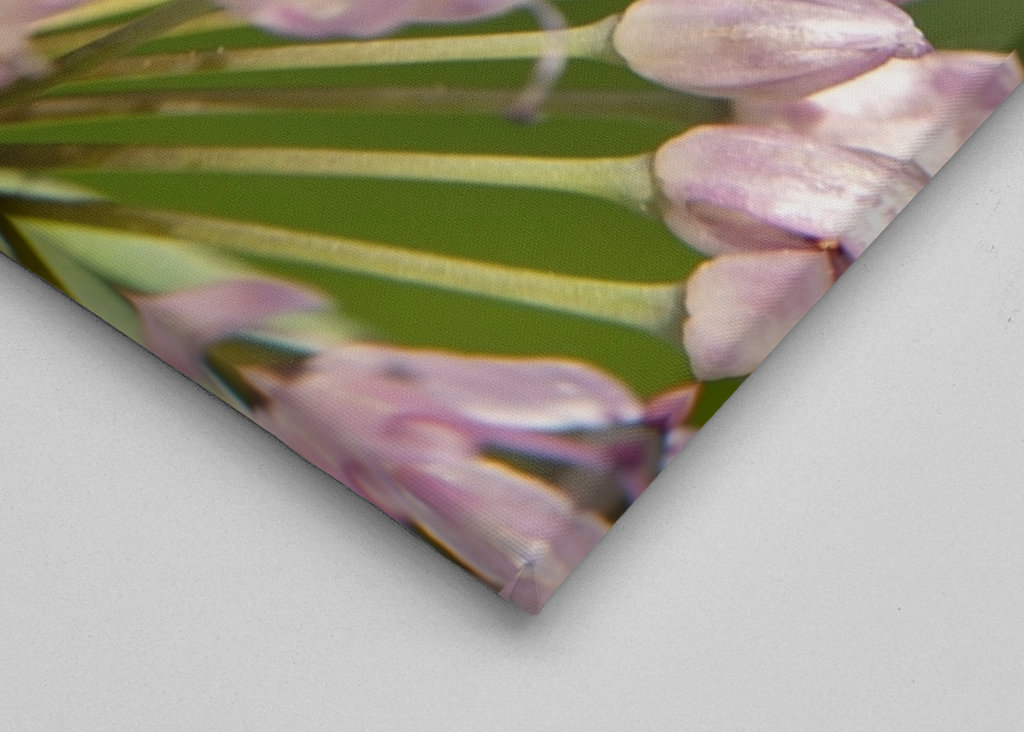 Včela na růžových květech