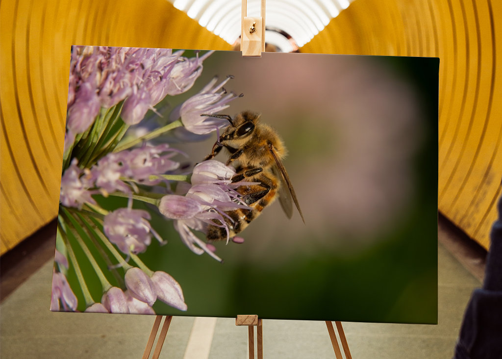 Včela na růžových květech