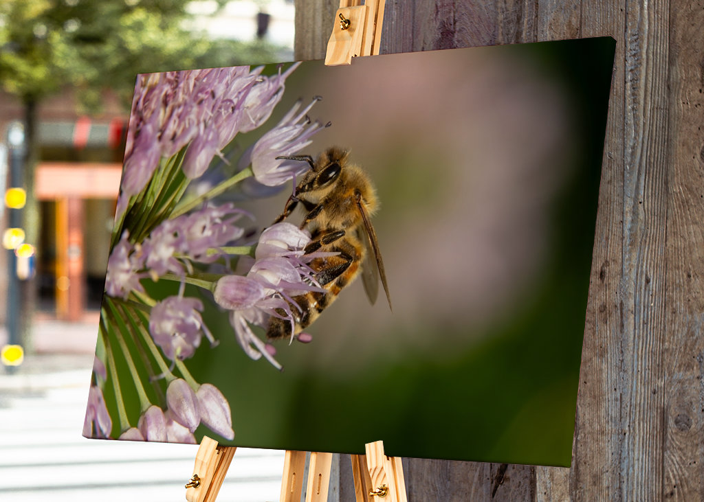 Včela na růžových květech