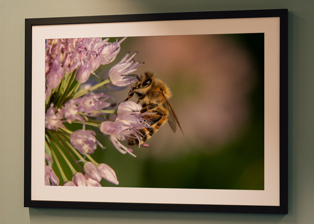 Včela na růžových květech