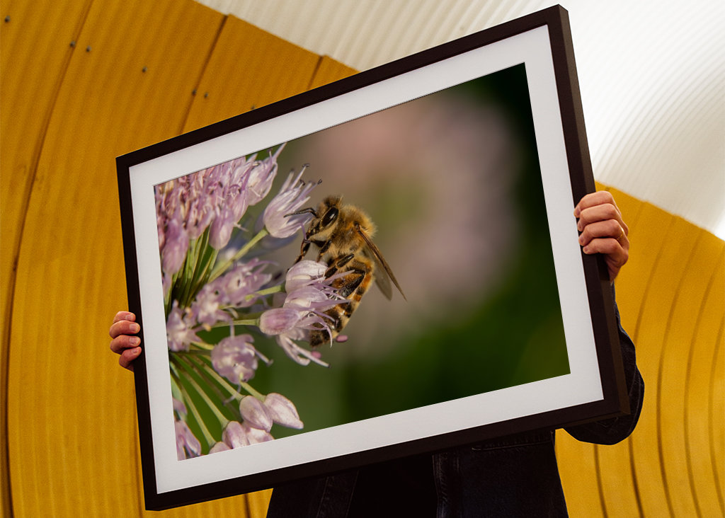 Včela na růžových květech