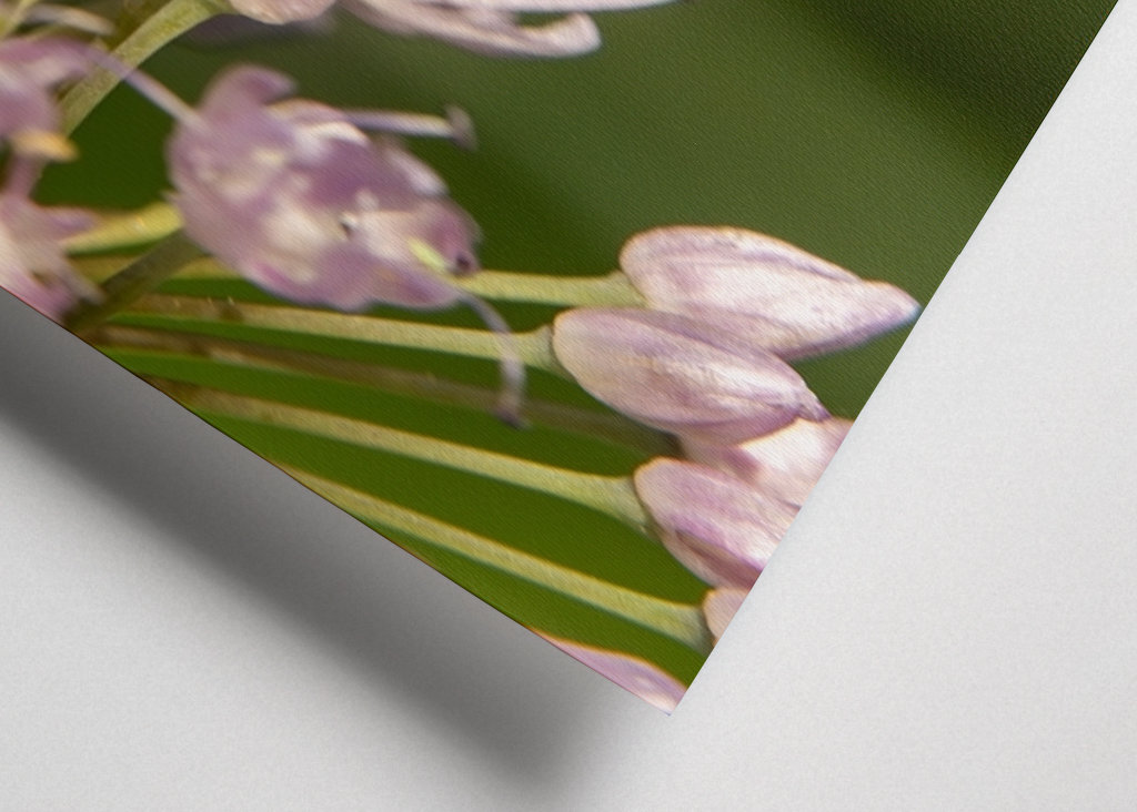 Včela na růžových květech