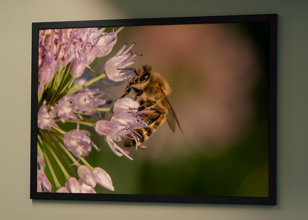 Včela na růžových květech