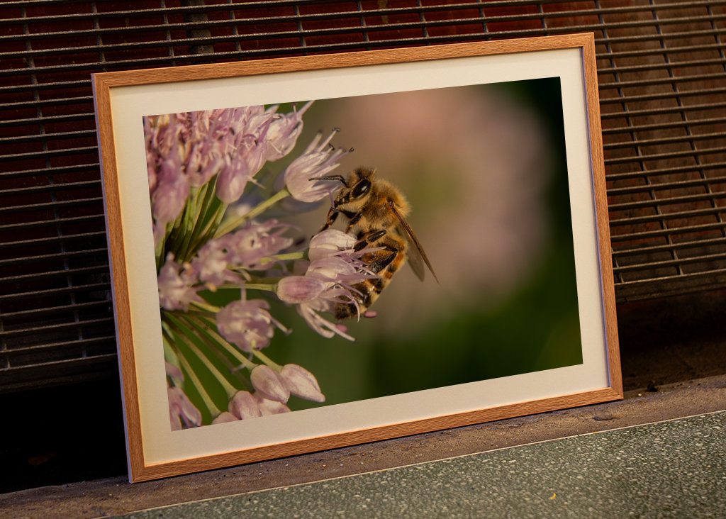 Včela na růžových květech