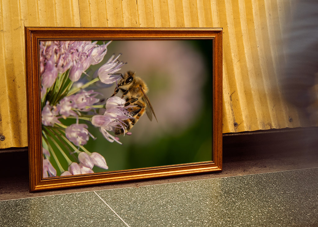 Včela na růžových květech