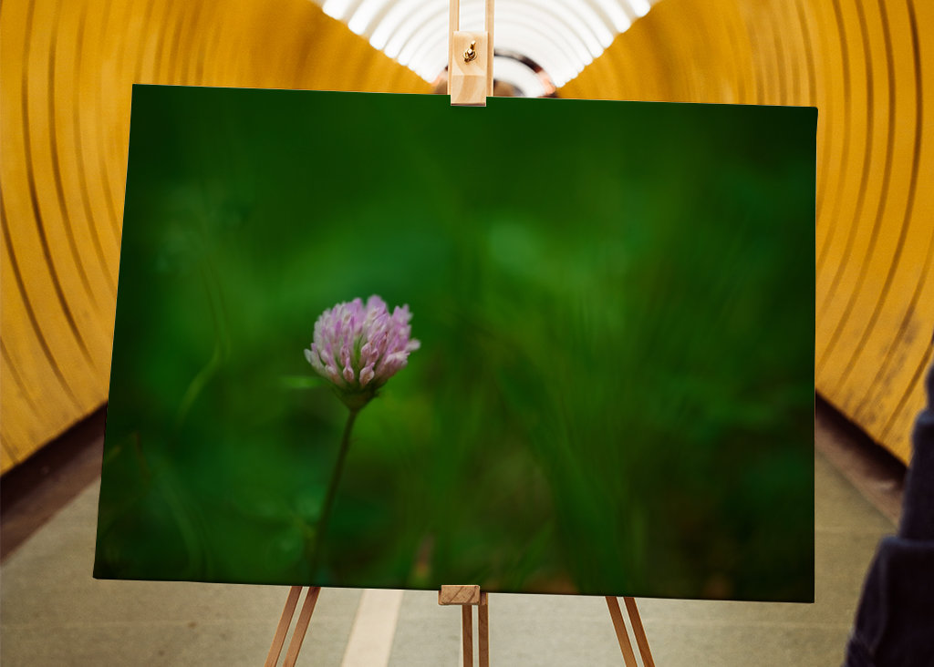 Květ červeného jetele v trávě