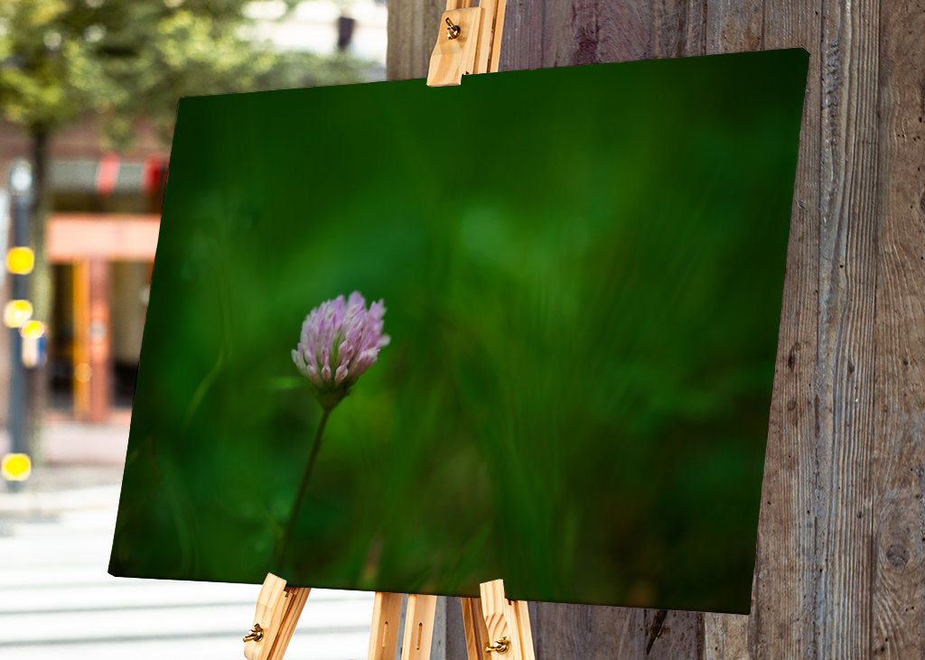 Květ červeného jetele v trávě