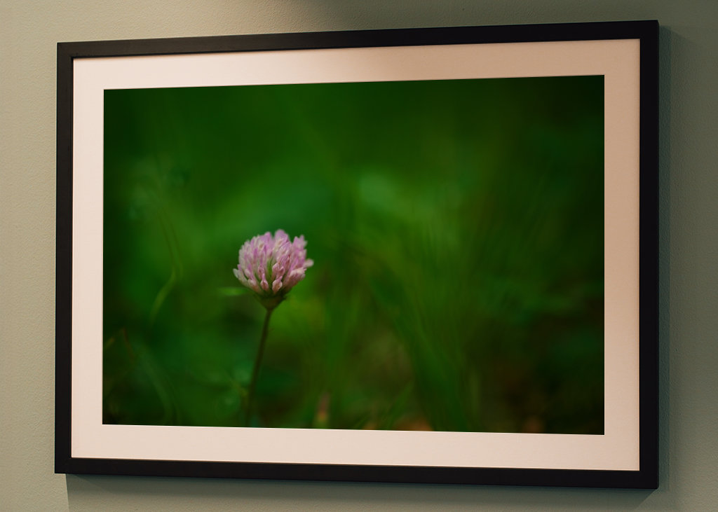 Květ červeného jetele v trávě