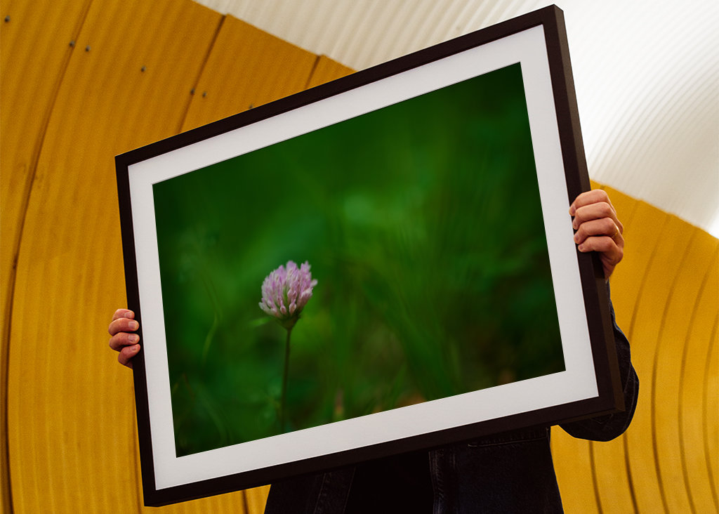 Květ červeného jetele v trávě