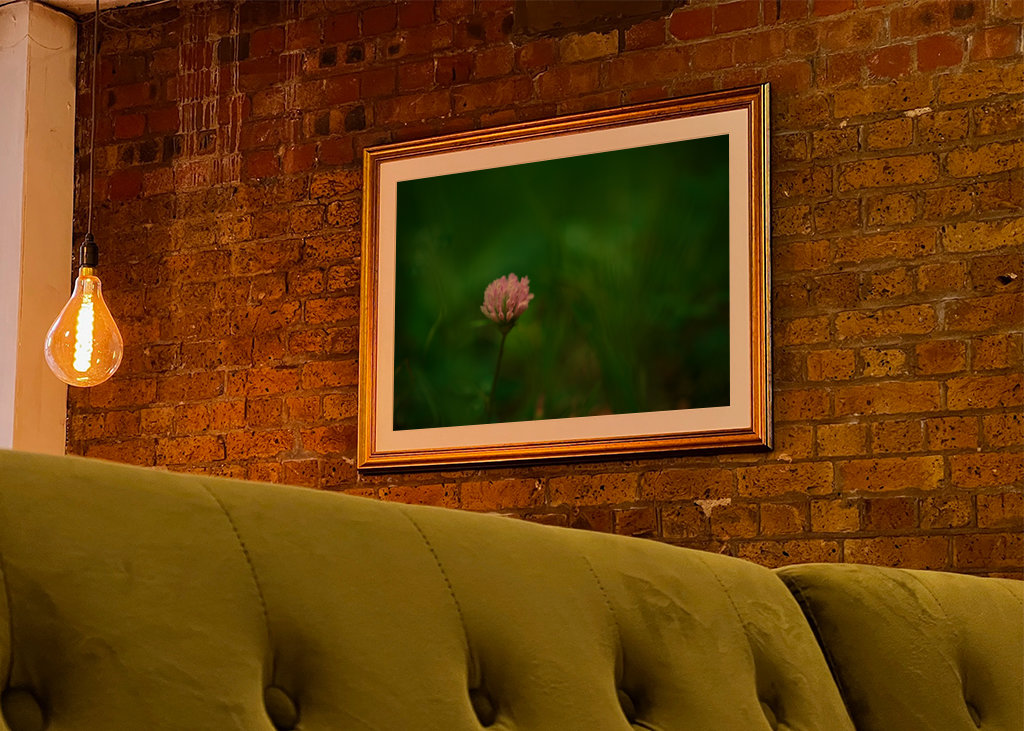 Květ červeného jetele v trávě