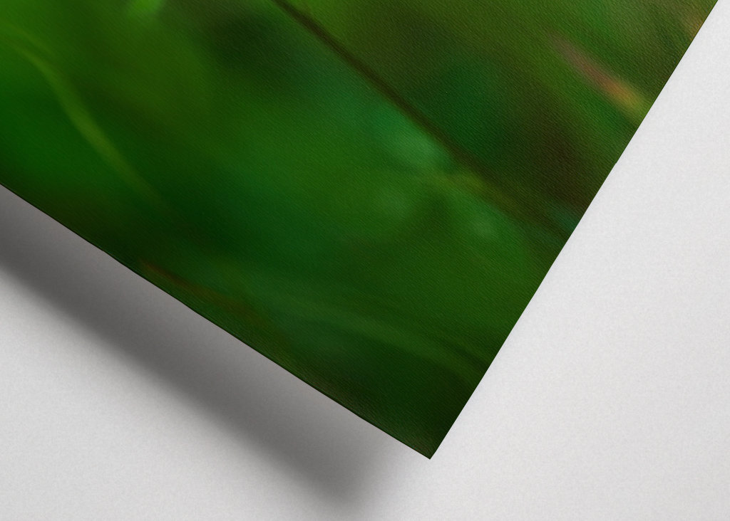 Květ červeného jetele v trávě