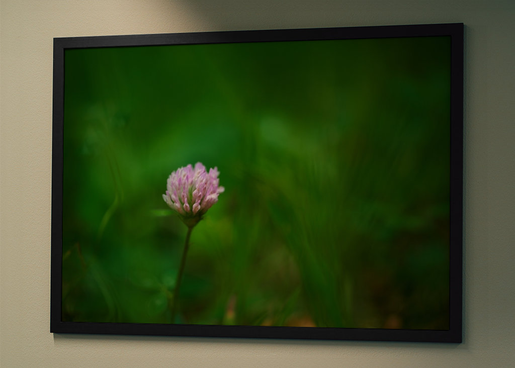 Květ červeného jetele v trávě