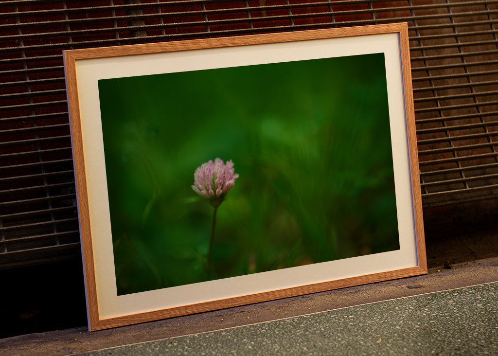 Květ červeného jetele v trávě