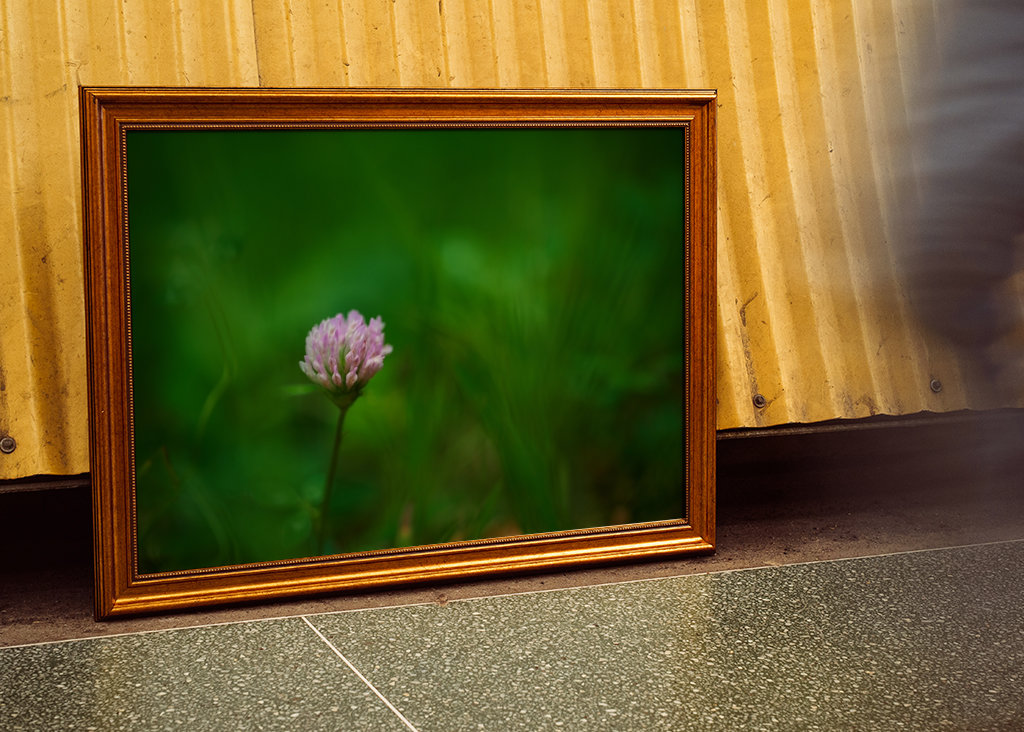 Květ červeného jetele v trávě