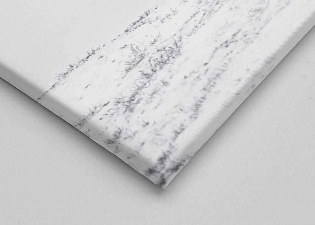 Musk ox fight in snow blizzard