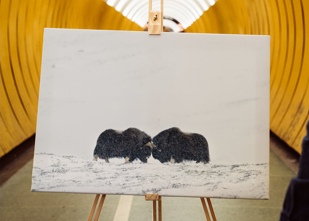 Musk ox fight in snow blizzard