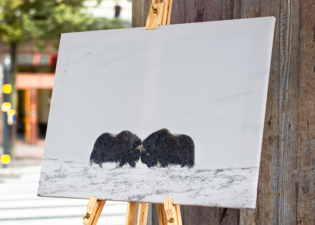 Musk ox fight in snow blizzard