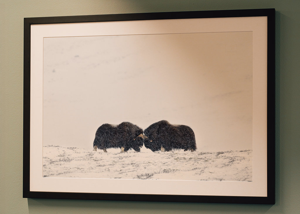 Musk ox fight in snow blizzard
