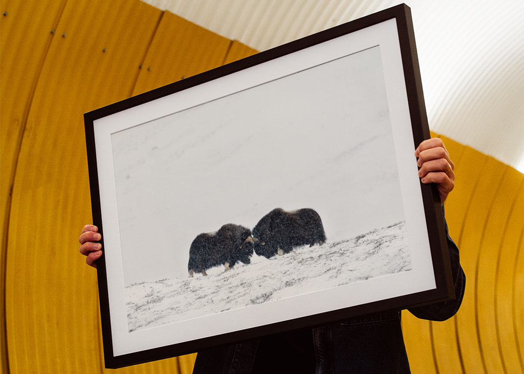 Musk ox fight in snow blizzard