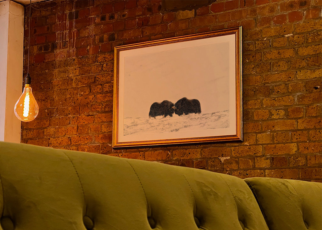 Musk ox fight in snow blizzard