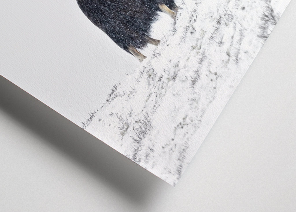 Musk ox fight in snow blizzard