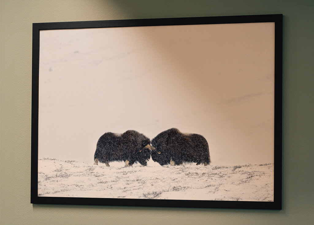 Musk ox fight in snow blizzard
