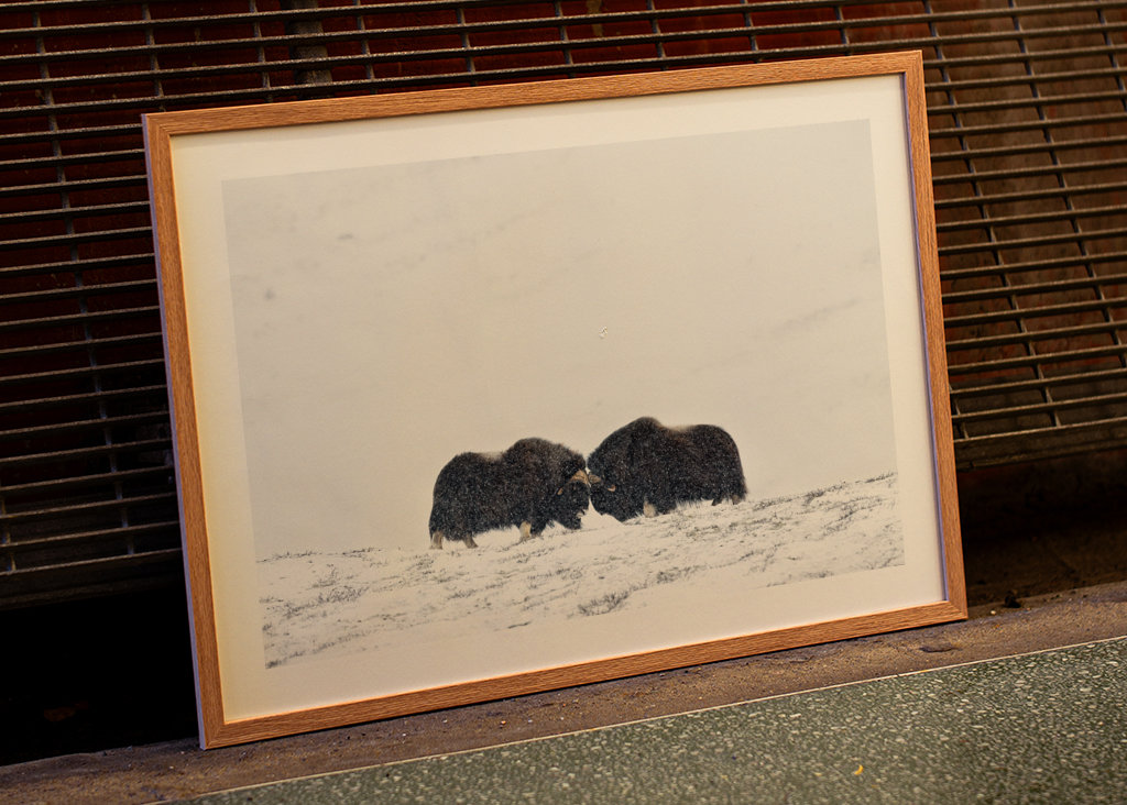 Musk ox fight in snow blizzard