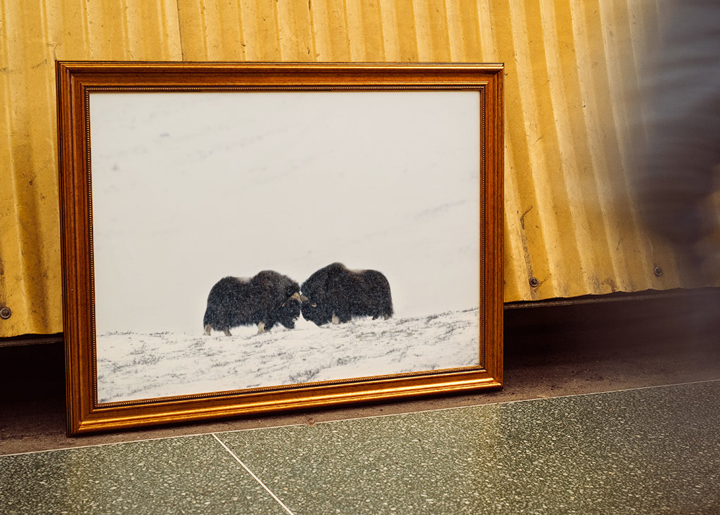 Musk ox fight in snow blizzard