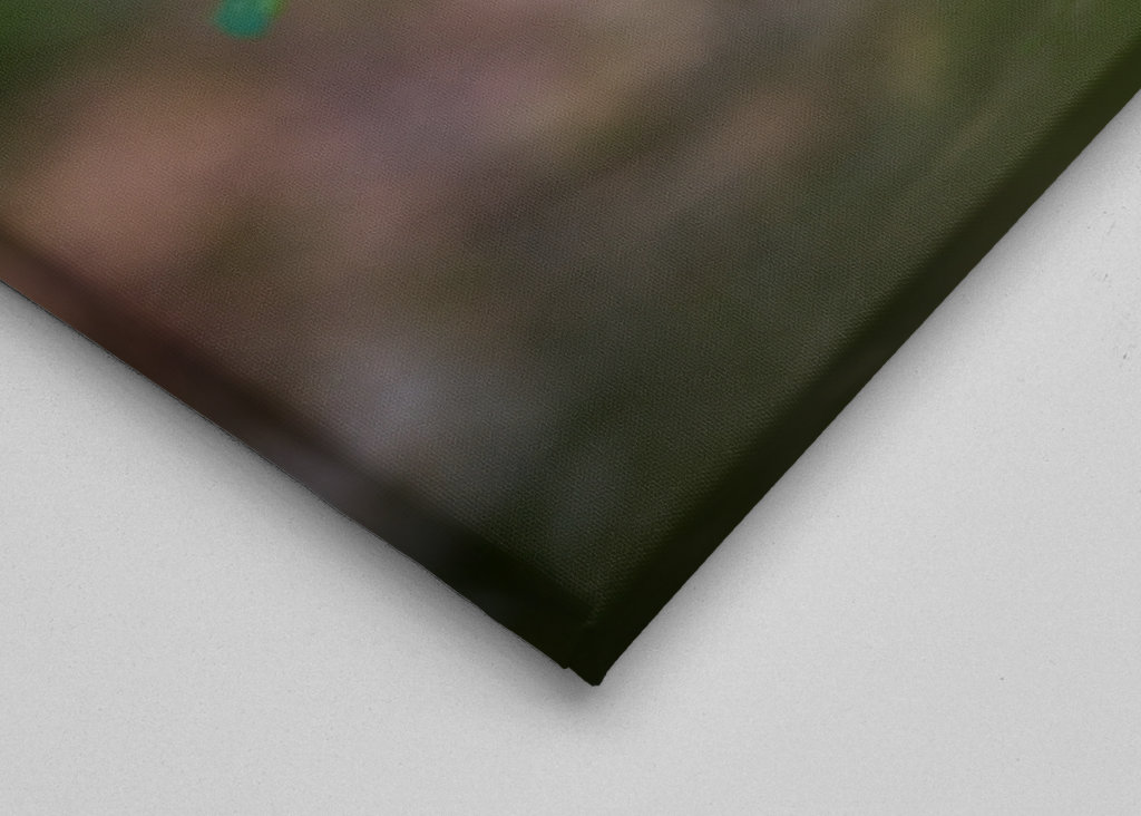 A mushroom in the forest