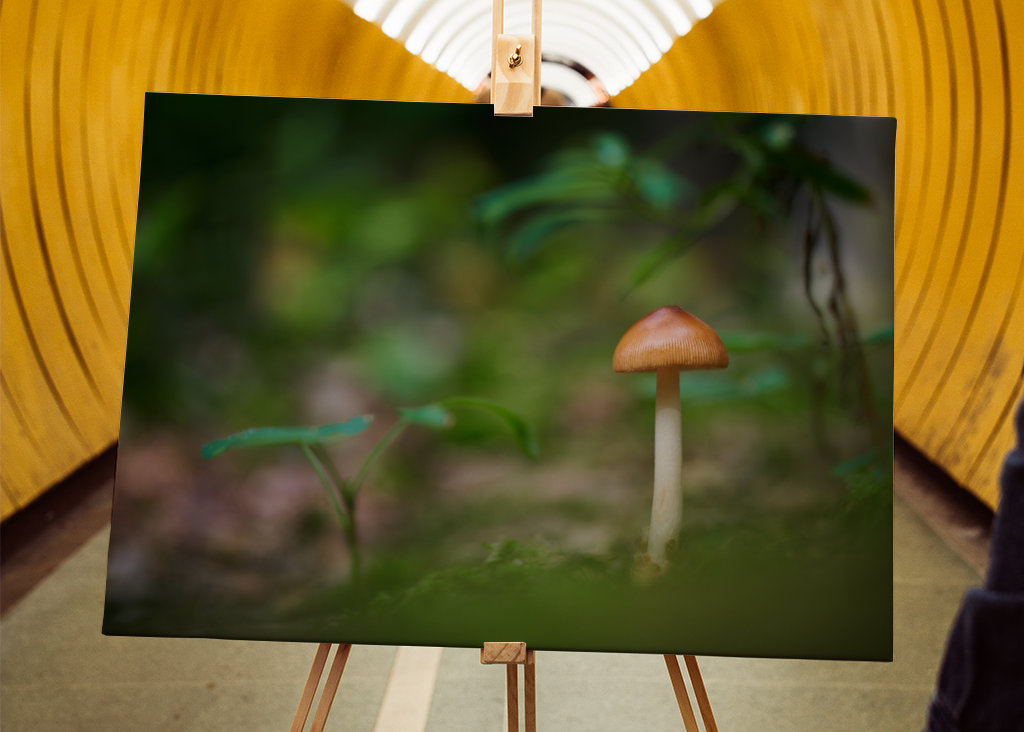 A mushroom in the forest