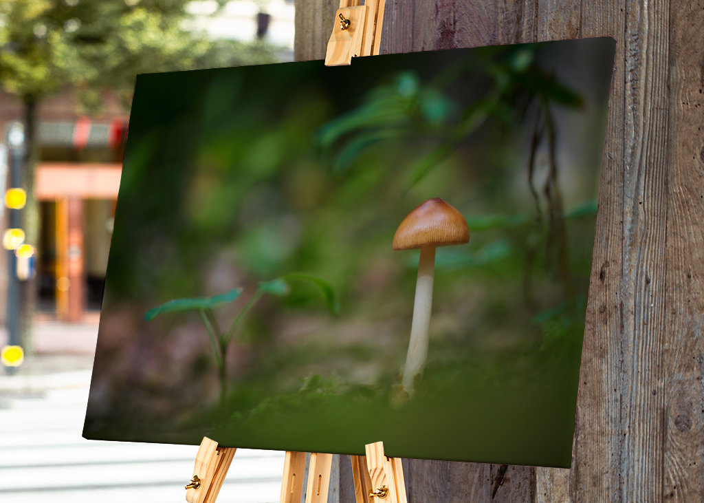 A mushroom in the forest