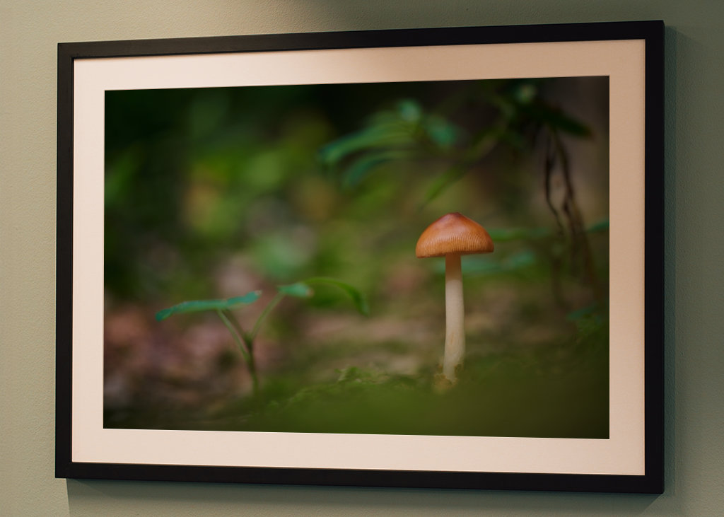 A mushroom in the forest