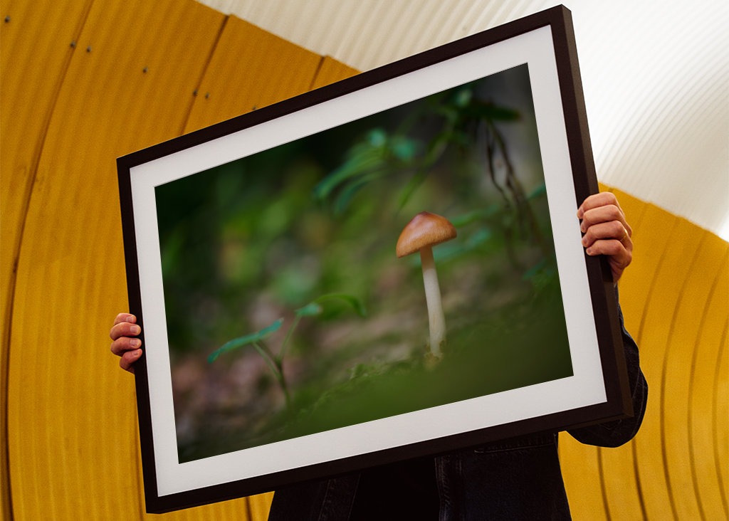 A mushroom in the forest
