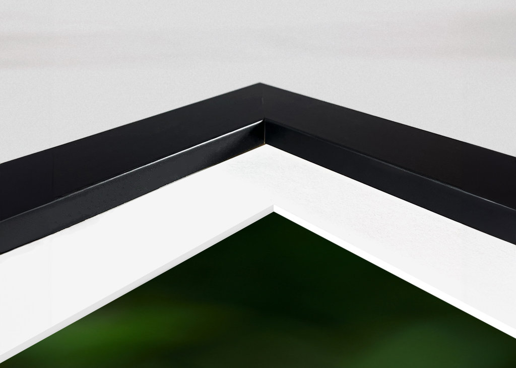 A mushroom in the forest