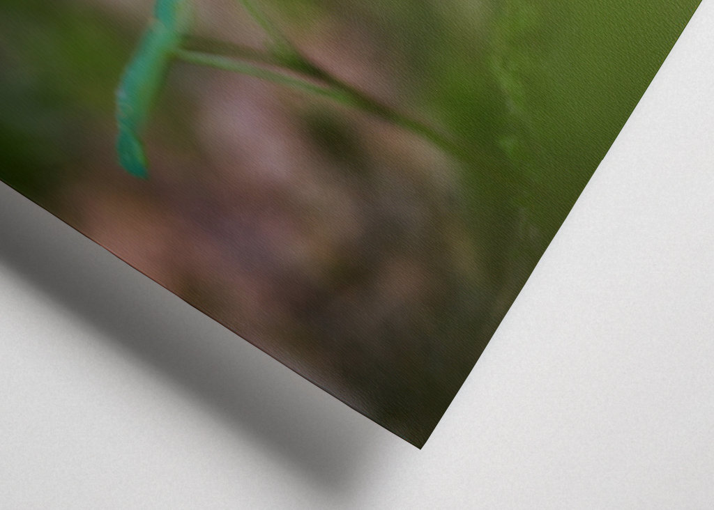 A mushroom in the forest