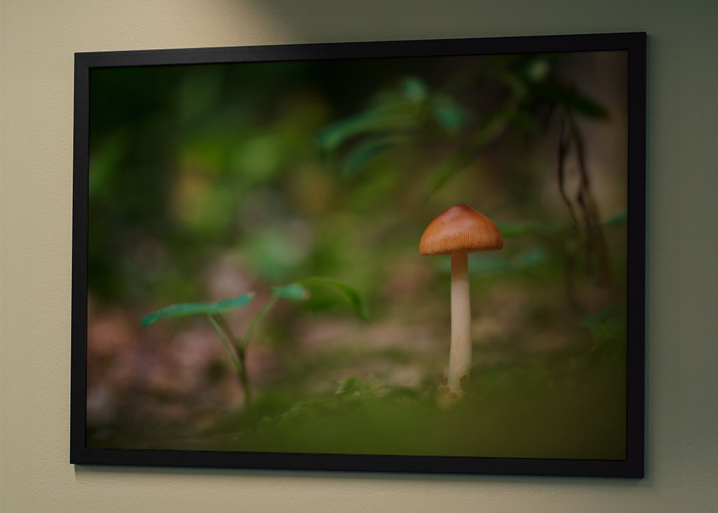 A mushroom in the forest