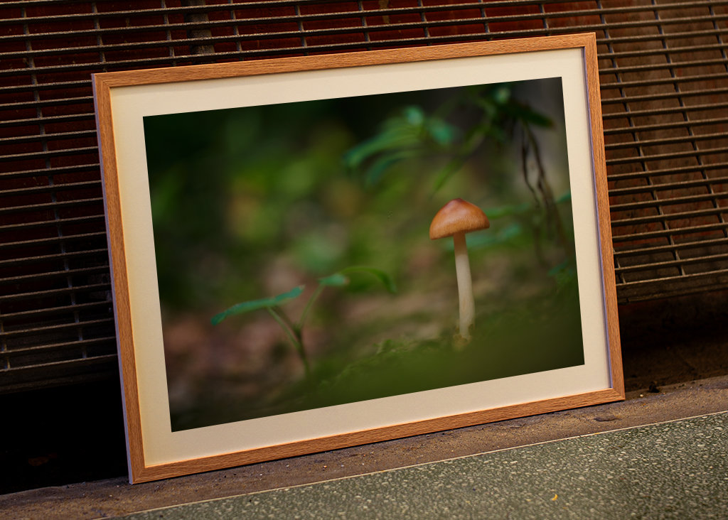 A mushroom in the forest