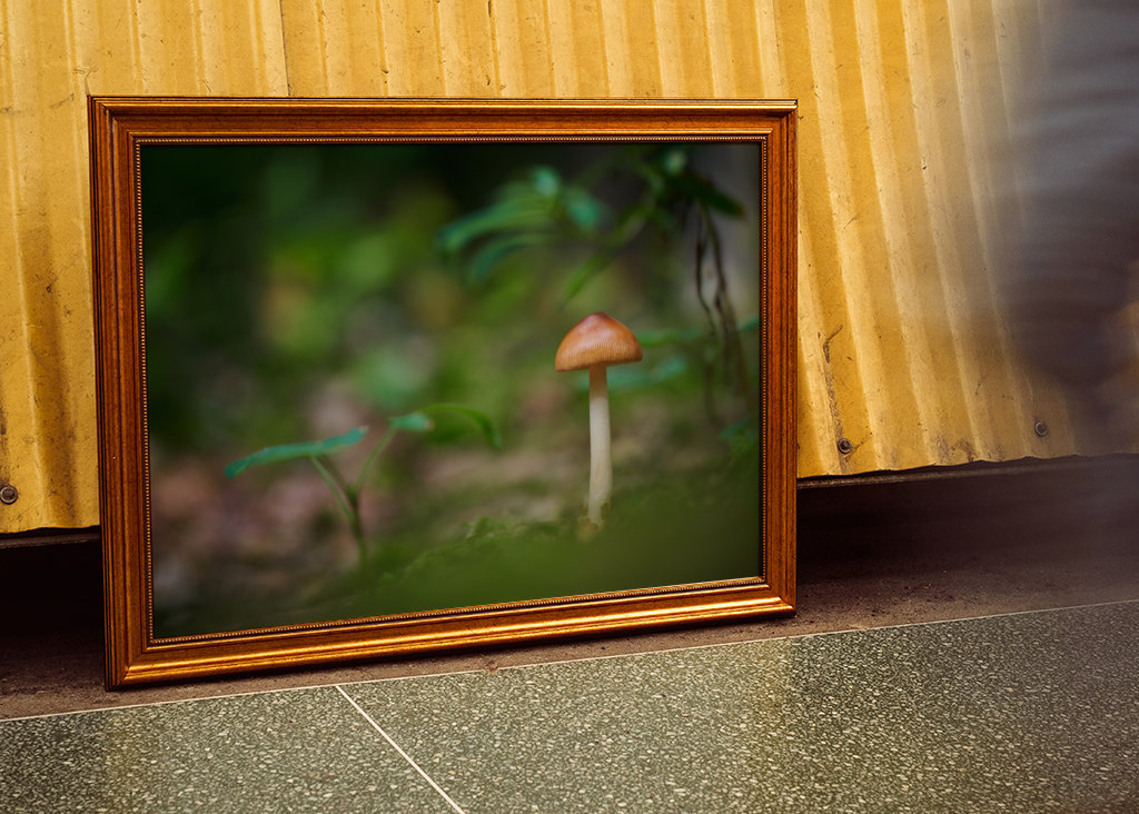 A mushroom in the forest