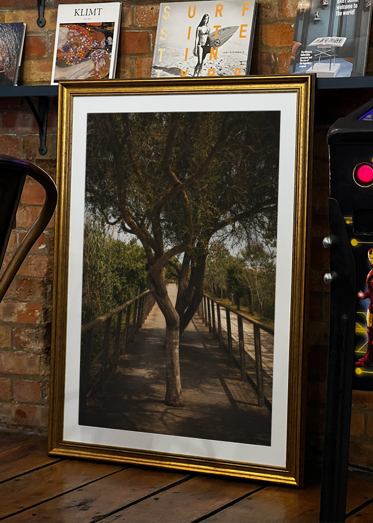 Bäume in einem Park auf Mallorca