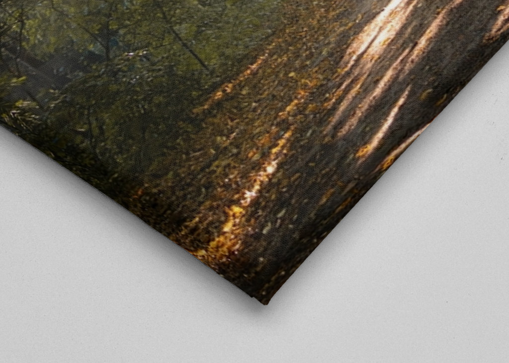 Morning mist in the forest