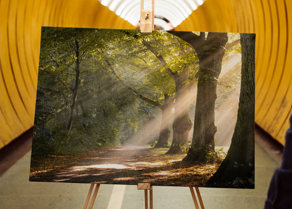 Morning mist in the forest