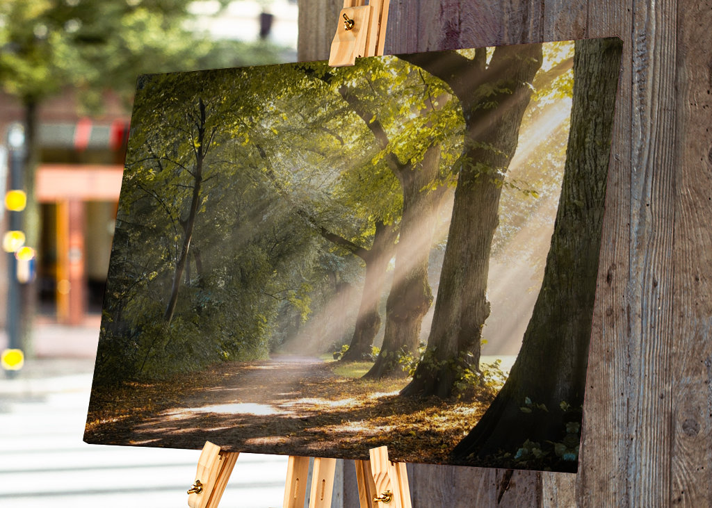 Morning mist in the forest