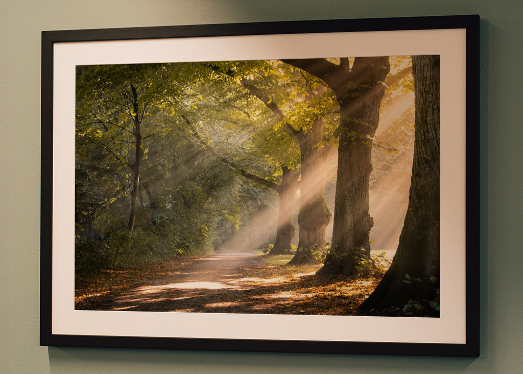 Morning mist in the forest