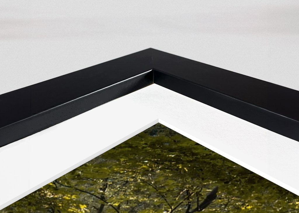 Morning mist in the forest